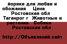 йорики для любви и обожания  › Цена ­ 8 000 - Ростовская обл., Таганрог г. Животные и растения » Собаки   . Ростовская обл.